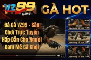 Đá Gà VZ99 – Sân Chơi Trực Tuyến Hấp Dẫn Cho Người Đam Mê Gà Chọi